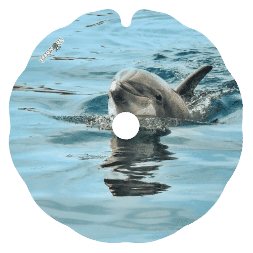 Flipper – Image 2