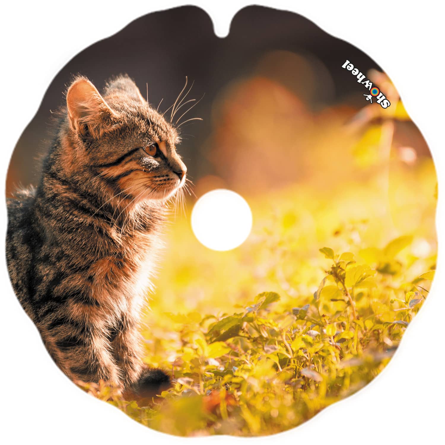 Chat rayé – Image 2