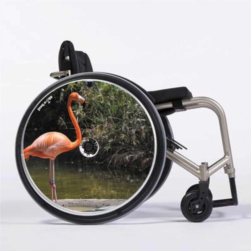 Flamant rose