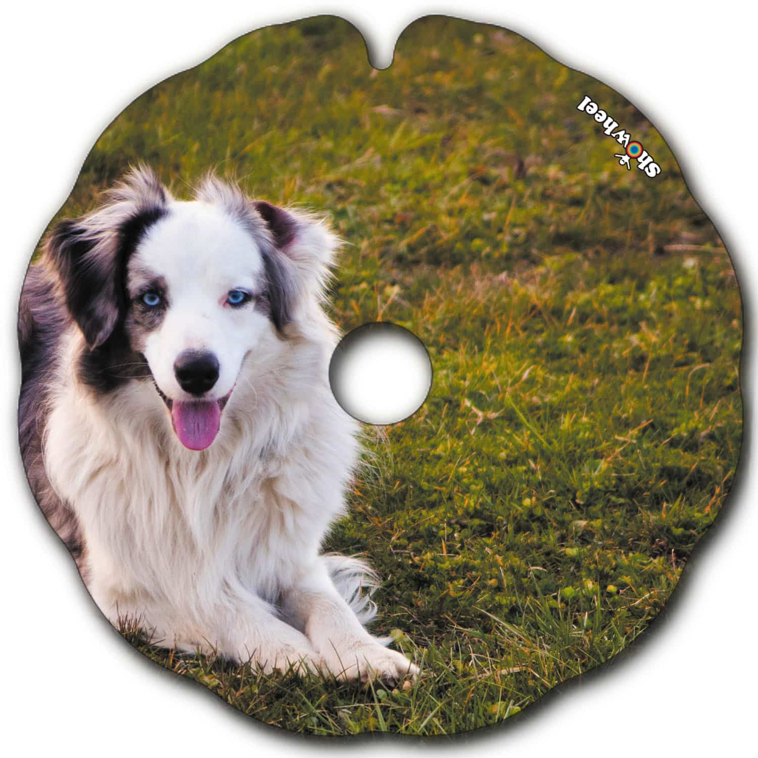 Australian Shepherd – Image 2