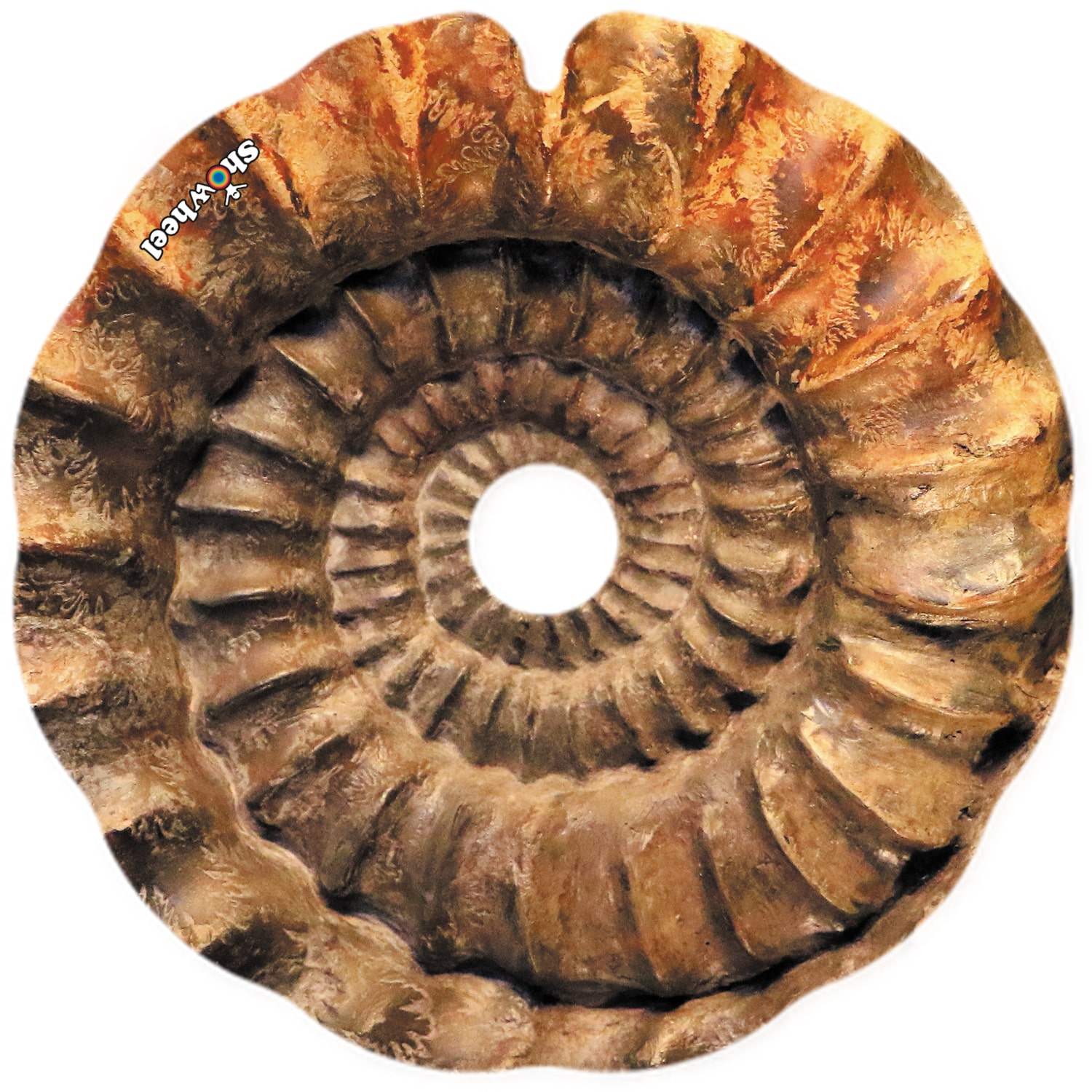 Amonite – Image 2