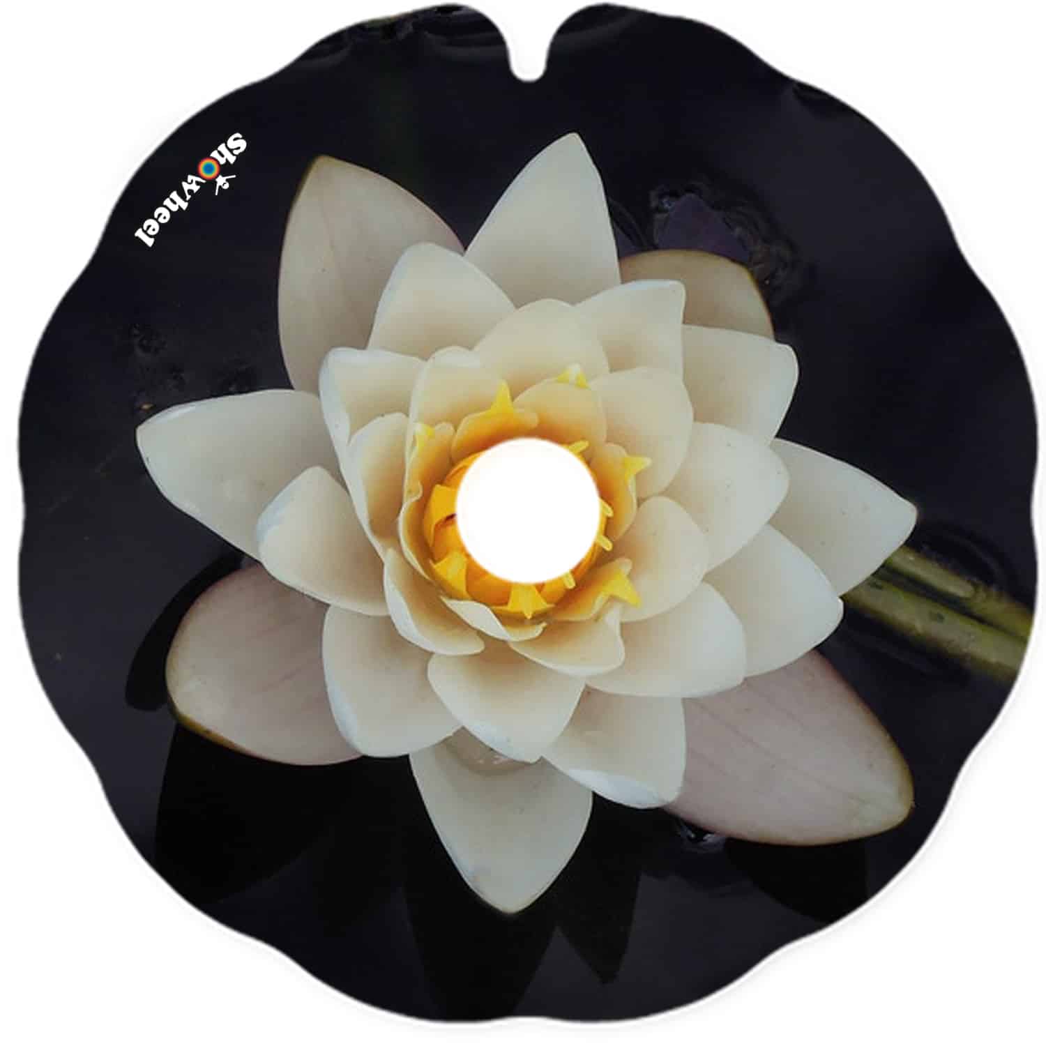 Lotus flower – Image 2
