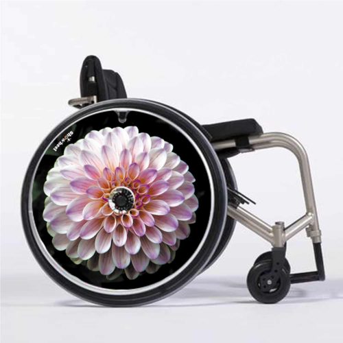 Dahlia rose