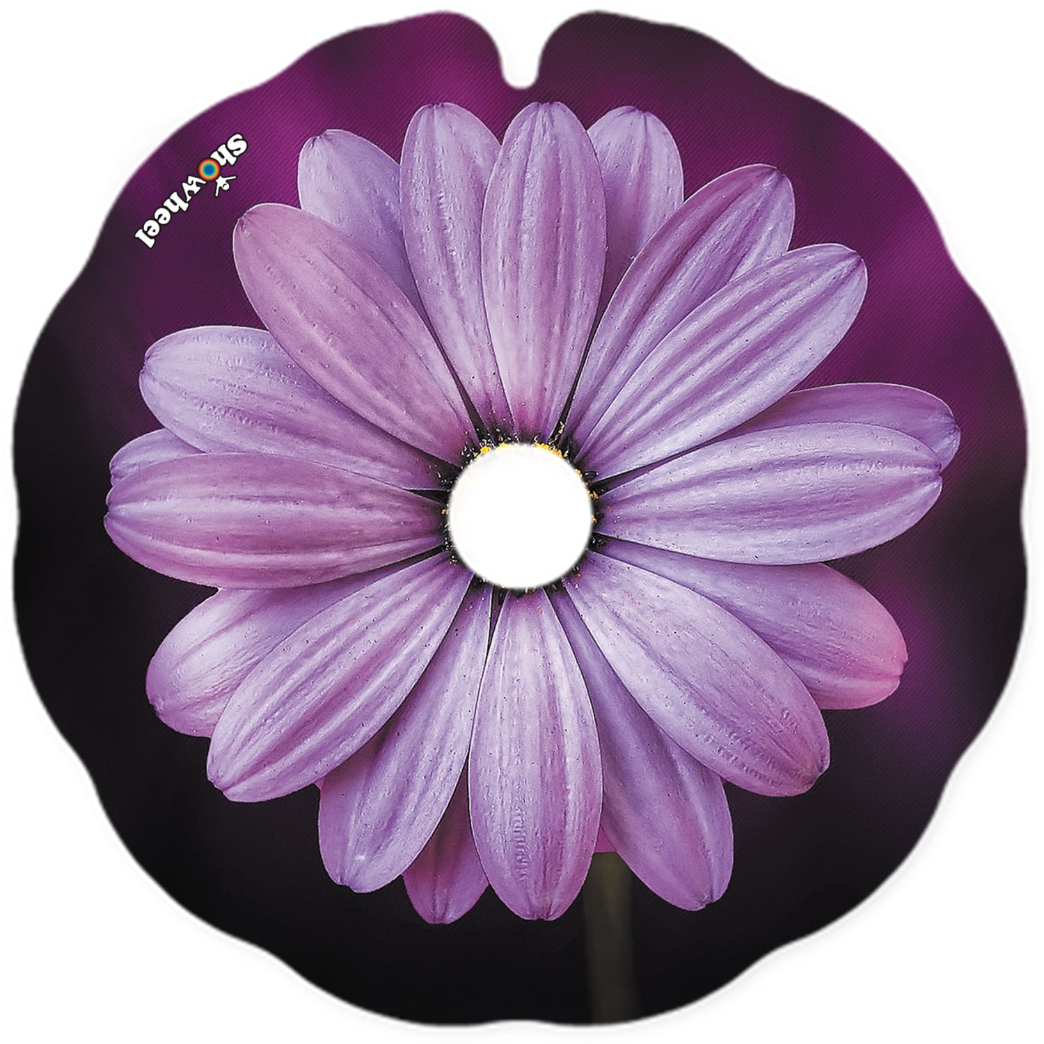 Purple daisy – Image 2
